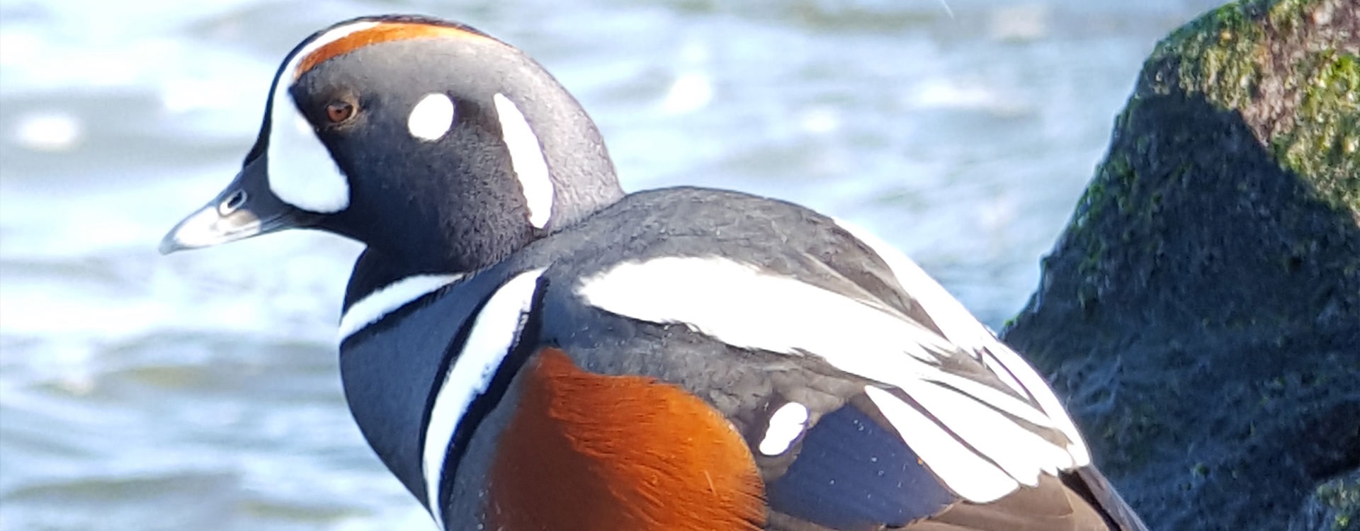 Duck on beach