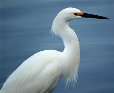 Nature often rewards birdwatchers in Barnegat Light.